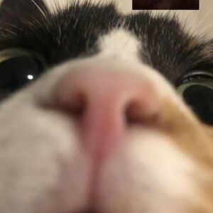 Meet your Posher, Zuri